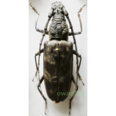 Hoplocerambyx spinicornis (Newman, 1842) female 60mm Thailand